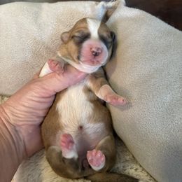 White Collar girl 4 - Red female Pembroke Welsh Corgi puppy in Mountain View, Hawaii from Celtic Corgis