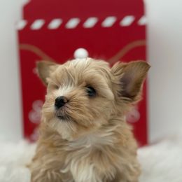 Indie - Gold male Yorkshire Terrier puppy in Benton, Illinois from Furry Tailz Yorkies
