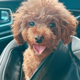 Teddy - Poodle