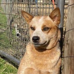 Zuma - Australian Cattle Dog