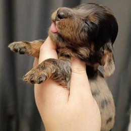 Ash - Black and tan male Dachshund puppy in Pasco, Washington from G & G Kennel