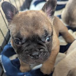 Raphael - Fawn male French Bulldog puppy in Rochester, New York from Upstate Champion Kennels