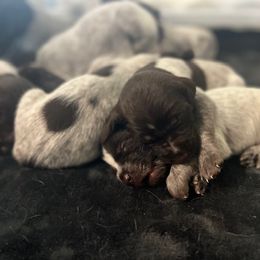 Wirehaired Pointing Griffon Puppies from Hall's TX Griffons