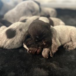 Wirehaired Pointing Griffon Puppies from Hall's TX Griffons