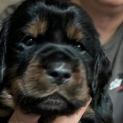 Girl 4 turquoise - Black and tan Gordon Setter puppy in Portage, Mi, Michigan from The Duke of Gordon