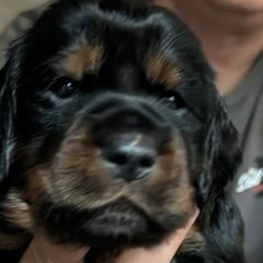 Girl 4 turquoise - Black and tan Gordon Setter puppy in Portage, Mi, Michigan from The Duke of Gordon