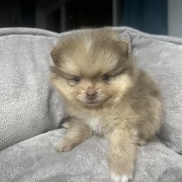 Coco - Chocolate merle Pomeranian puppy in Golden, Colorado from Puppy Zen Den