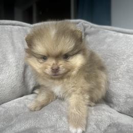 Coco - Chocolate merle Pomeranian puppy in Golden, Colorado from Puppy Zen Den