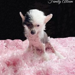 Chihuahua and Chinese Crested Puppies from Western Kentucky Chihuahua’s and Chinese Crested’s