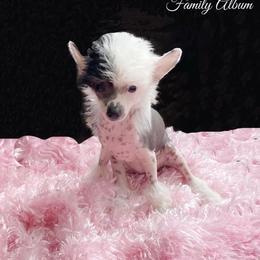 Chihuahua and Chinese Crested Puppies from Western Kentucky Chihuahua’s and Chinese Crested’s