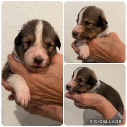 Silver - Sable and white male Shetland Sheepdog puppy in Katy, Texas from Sherock’s Shelties