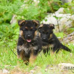 German Shepherd Puppies from Seelenvoll German Shepherds