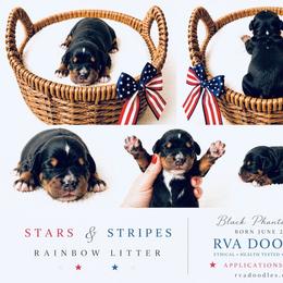 Black Phantom Girl - Black female Goldendoodle puppy in Midlothian, Virginia from RVA DOODLES, LLC