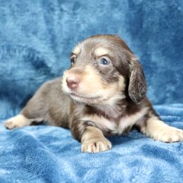 Holstein (Yellow Band) - Chocolate and cream male Dachshund puppy in Raleigh, North Carolina from McLovin Doxies