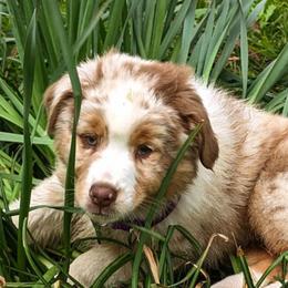 Australian Shepherd All Grown Up from Cobler Farms