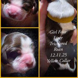 Girl 4 - Liver white and tan female English Springer Spaniel puppy in Silverdale, Washington from TimberVale Springers