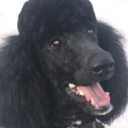 Lolo - Poodle