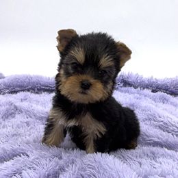 Tiffany - Black and tan female Yorkshire Terrier puppy in Sandy Hook, Kentucky from The Royal Yorkie Den LLC
