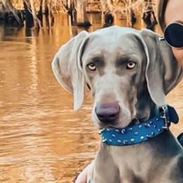 Ellie “ava” - Weimaraner