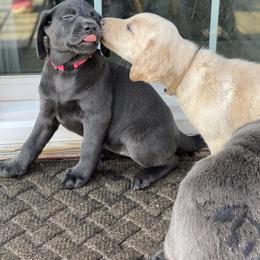 Labrador Retriever Puppies from North Trail Retrievers