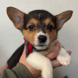 7 - Sable female Pembroke Welsh Corgi puppy in Garland, Texas from Barker's Corgis