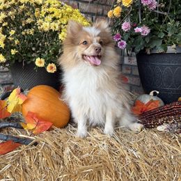 Maple - Orange parti female Pomeranian puppy in California from Savvypomeranians
