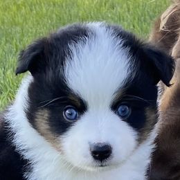 Miniature Australian Shepherds, Toy Australian Shepherds, and Yorkshire Terriers from Bullish R Ranch