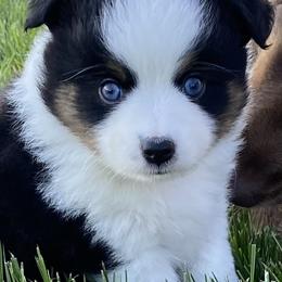 Miniature Australian Shepherds, Toy Australian Shepherds, and Yorkshire Terriers from Bullish R Ranch