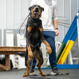 Beauceron All Grown Up from Feu de l'Âme Beaucerons