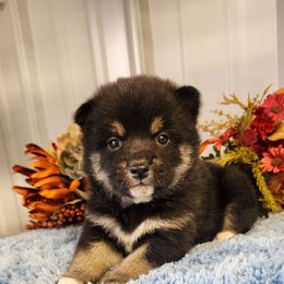 Tina - Black and tan female Shiba Inu puppy in Illinois from Precious-Puppies