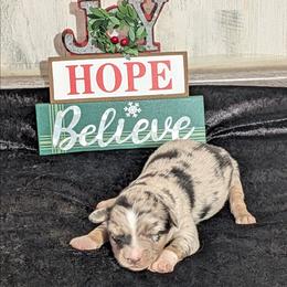 Garth - Blue merle male Miniature Australian Shepherd puppy in Lufkin, Texas from Texas Lil Cowdogs