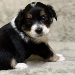 Keely (Male 3) - Black tri-color male Aussiedoodle puppy in South Central, Pennsylvania from Windy Hills Mini Aussies & Doodles