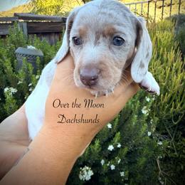 Aurora - Dapple female Dachshund puppy in Corona, Ca Hemet, Ca, California from Over The Moon Dachshunds and Doodles