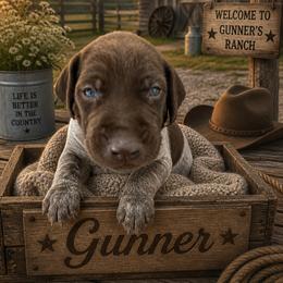 German Shorthaired Pointer Puppies from Lisa’s GSP’s