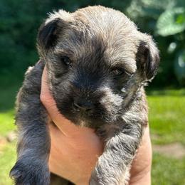 Liberty Salt Pepper - Sable male Schnoodle puppy in Temple, Texas from Schnauzers Of Taylor