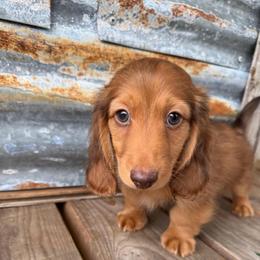 Hunter - Dapple male Dachshund puppy in Muldrow, Oklahoma from Sassy Sausage Dogs