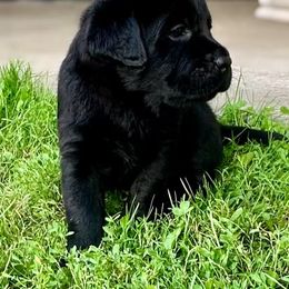 Boy 4 - Labrador Retriever puppy from Findaway Labradors