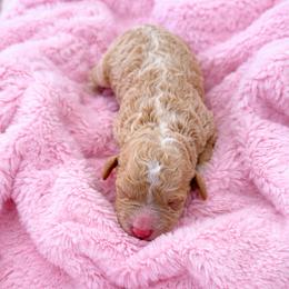 April - Apricot female Goldendoodle puppy in Rio Oso, California from PuppyBlossom