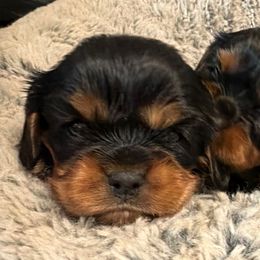 Edward - Black and tan male Cavalier King Charles Spaniel puppy in Spokane, Washington from PJE Cavs and Poos