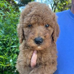 Teal - Red  male Goldendoodle puppy in Indian Trail, North Carolina from Castleberry Doodles and Poodles