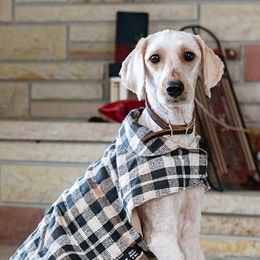 Saily - Goldendoodle