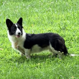 Beignet - Cardigan Welsh Corgi