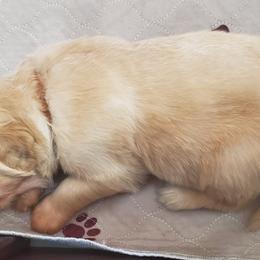 Golden Retriever Puppies from The Golden Court