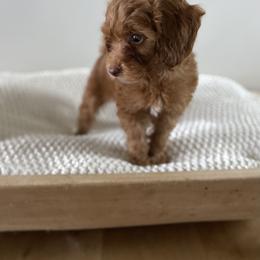 Bernedoodle, Goldendoodle, and Poodle Puppies from Central Valley Canine Companions