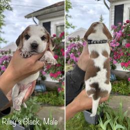 Boy 2 - male Beagle puppy in Brownsville, Oregon from Beagles on the Run