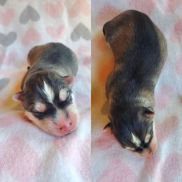Siberian Husky Puppies from Canace Siberians