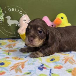 Snickers - Chocolate and cream female Dachshund puppy in Seagoville, Texas from Doxi Delights AKC Miniature Dachshunds