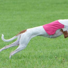 Ibizan Hound All Grown Up from Compelling Canines