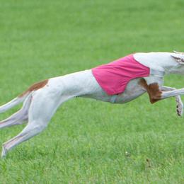 Ibizan Hound All Grown Up from Compelling Canines