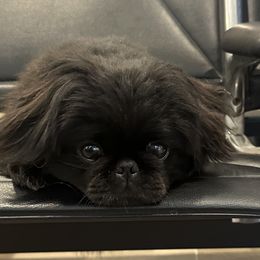 Tory - Pekingese